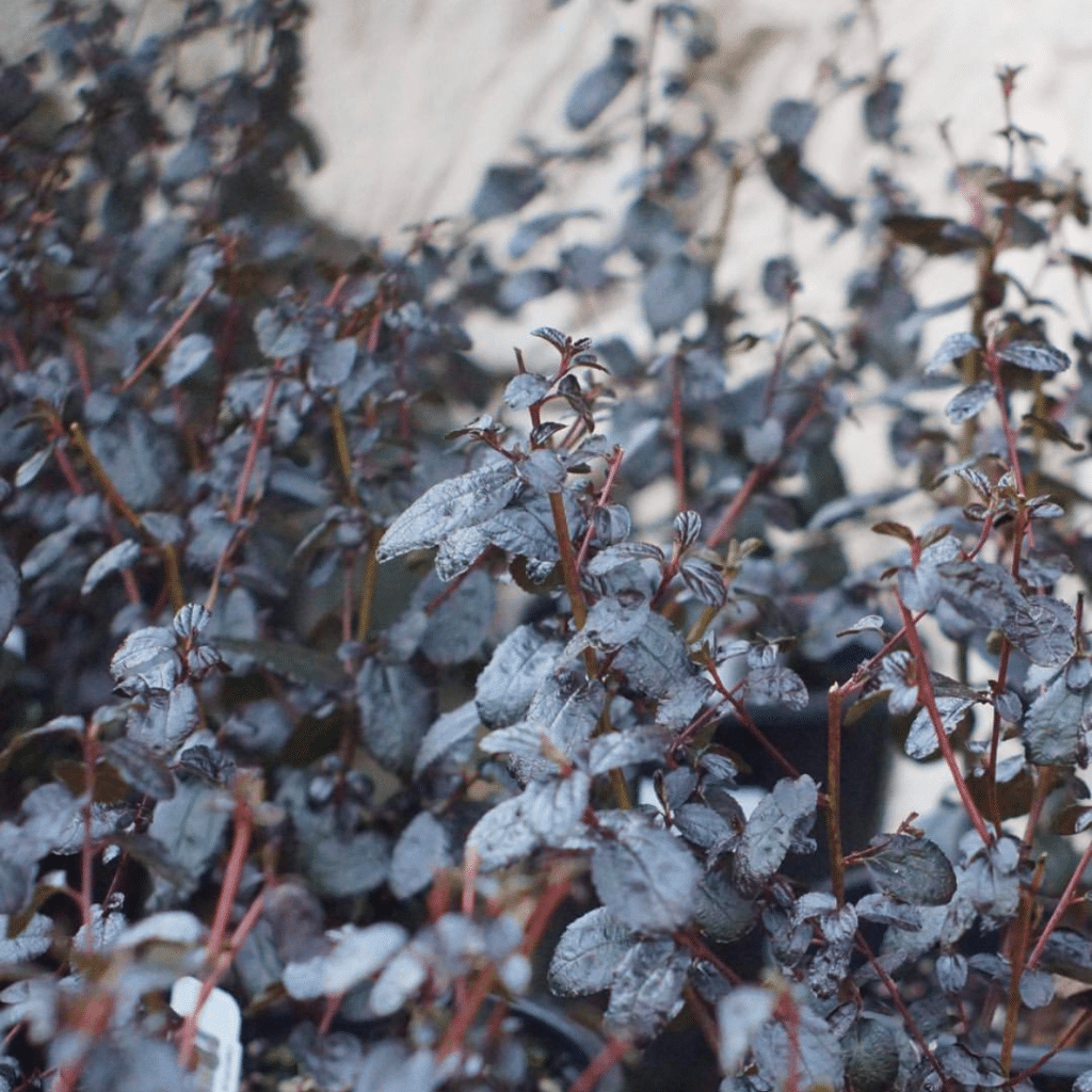 Ceanothus Tuxedo (Amerikaanse Sering)