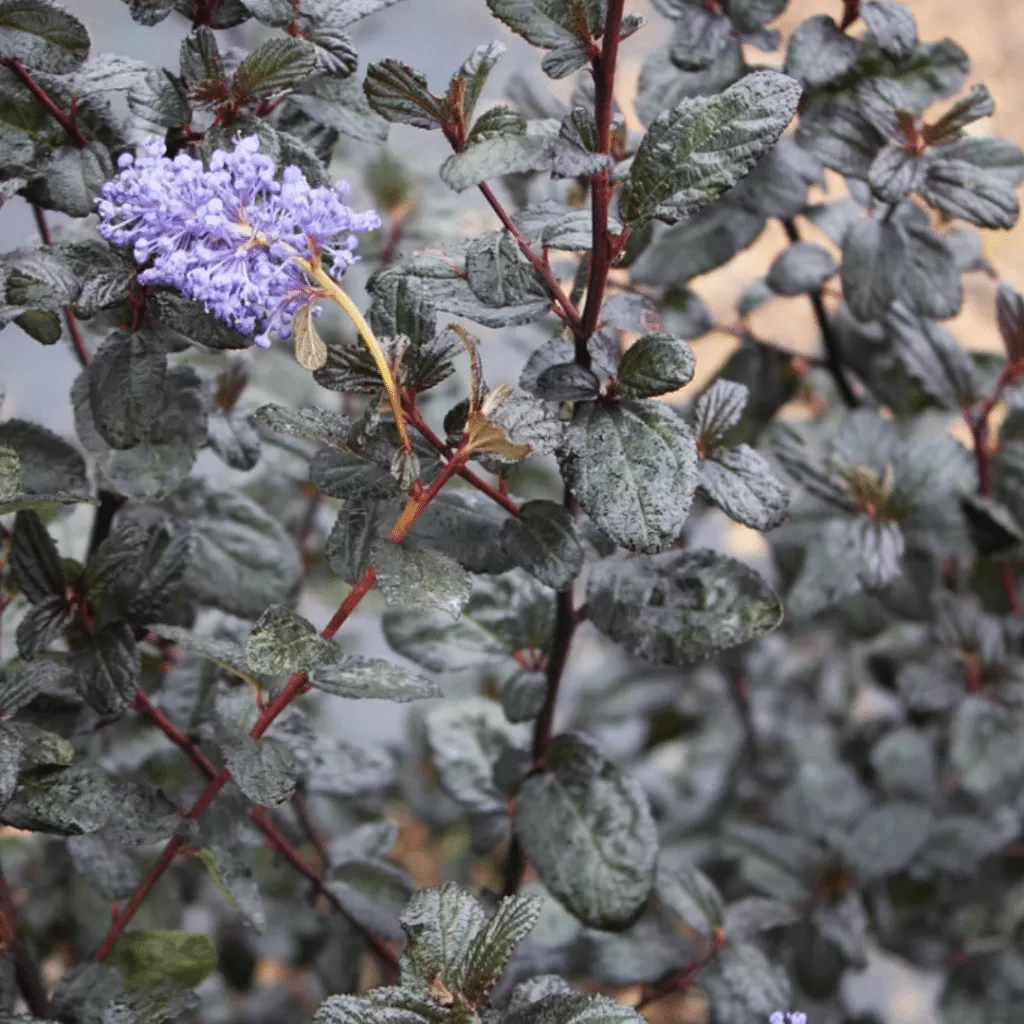 Ceanthus Tuxedo (Amerikaanse Sering)