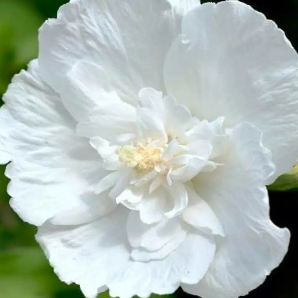 Hibiscus Admiral Dewey (Altheastruik)