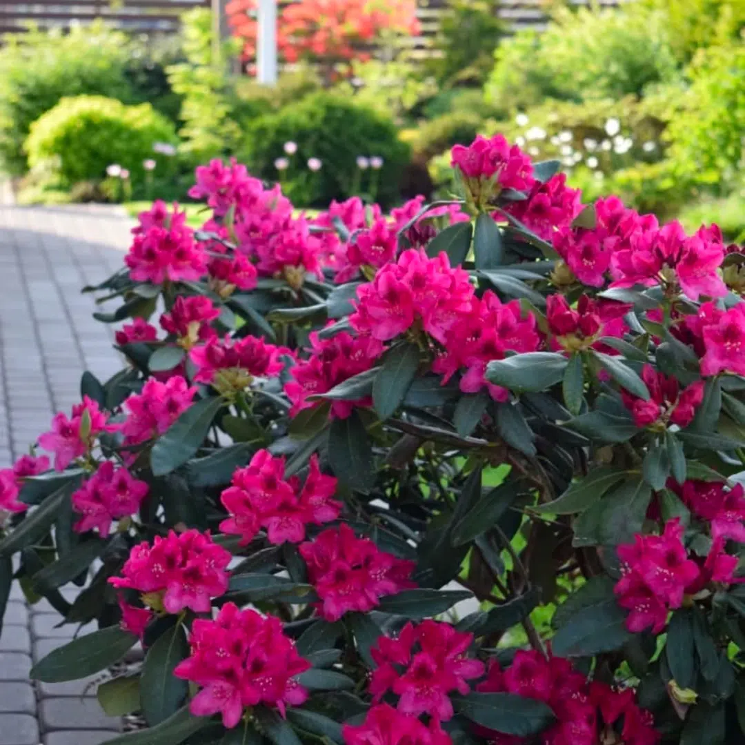 Rhododendron Nova Zembla (Rhododendron)
