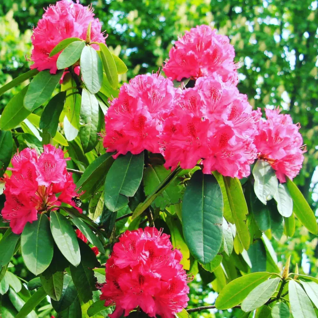 Rhododendron Red Jack (Rhododendron)