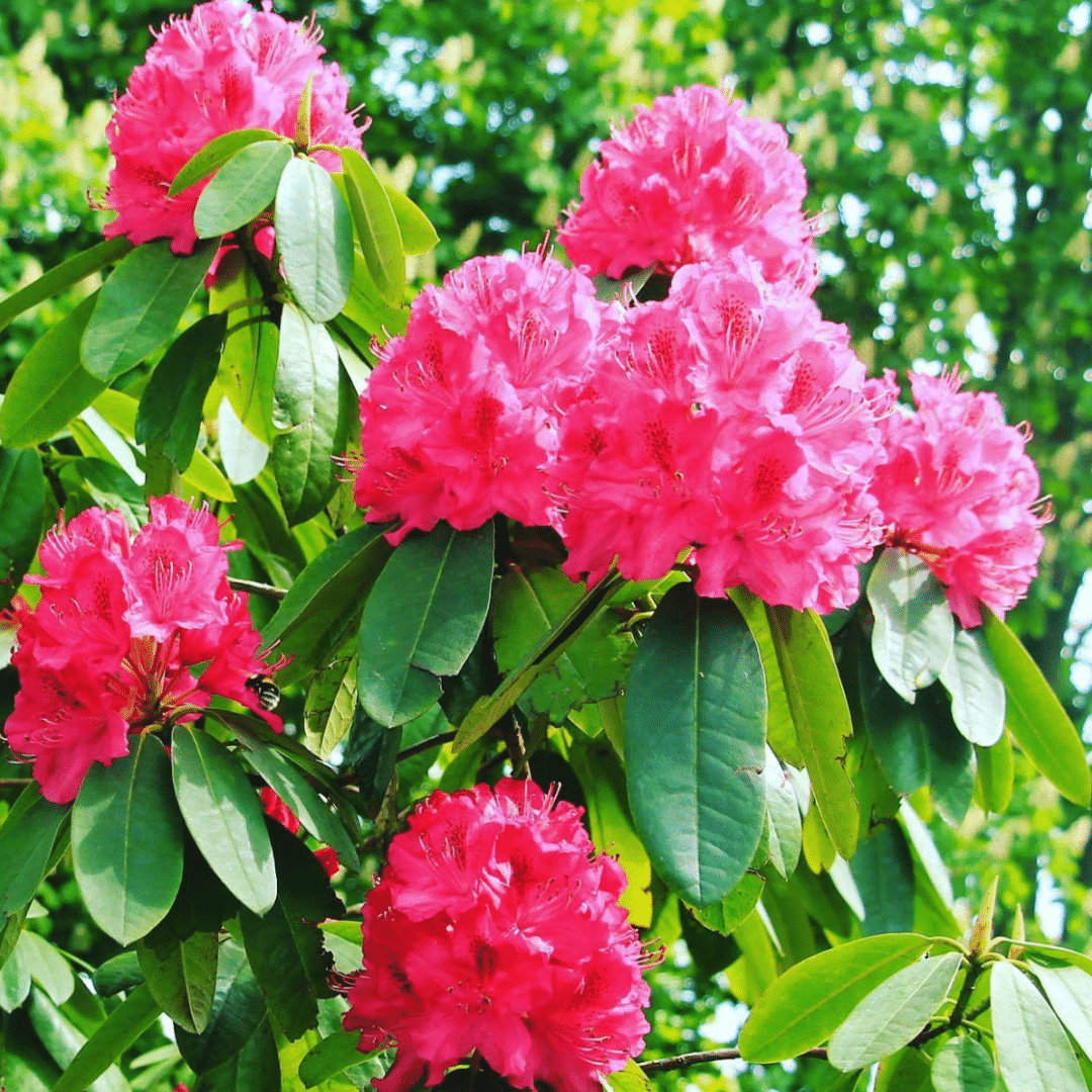 Rhododendron Red Jack (Rhododendron) Tuinoord