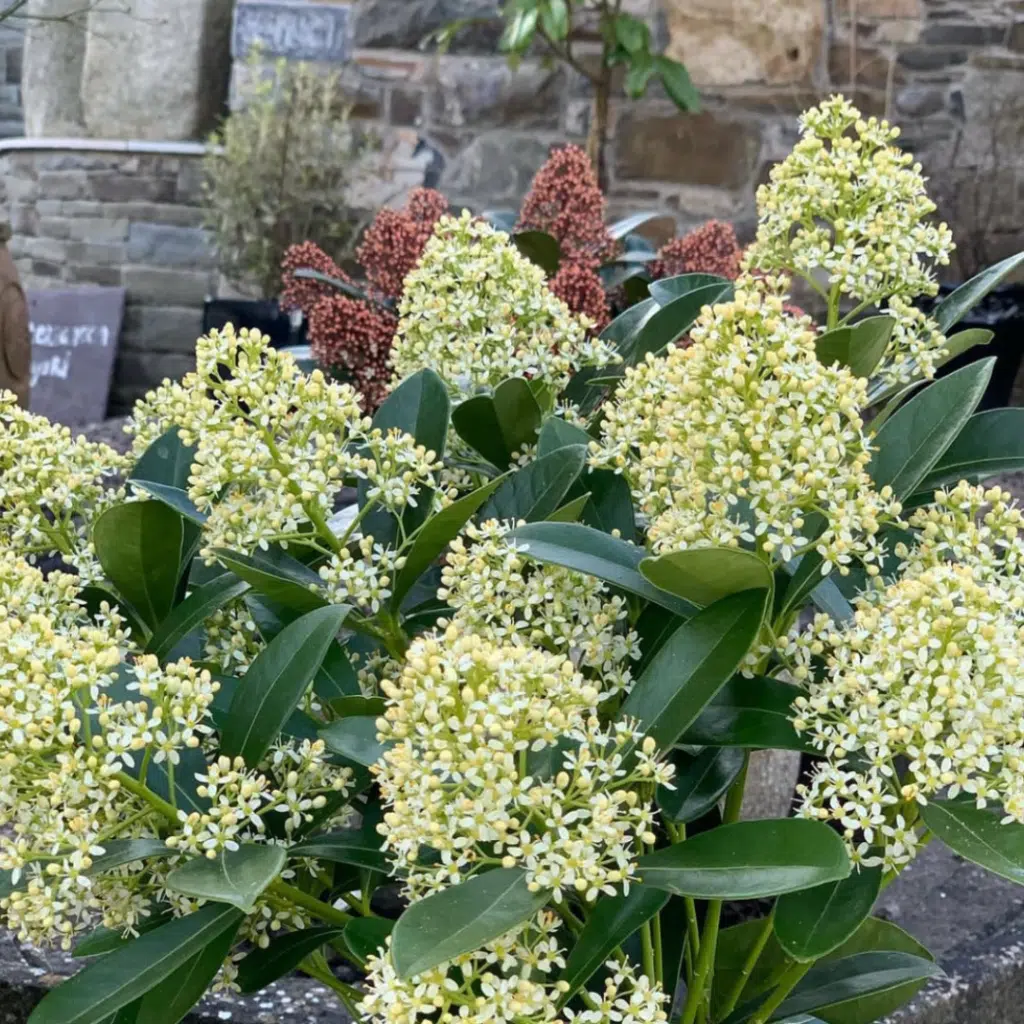 Skimmia Japonica Finchy (Skimmia)