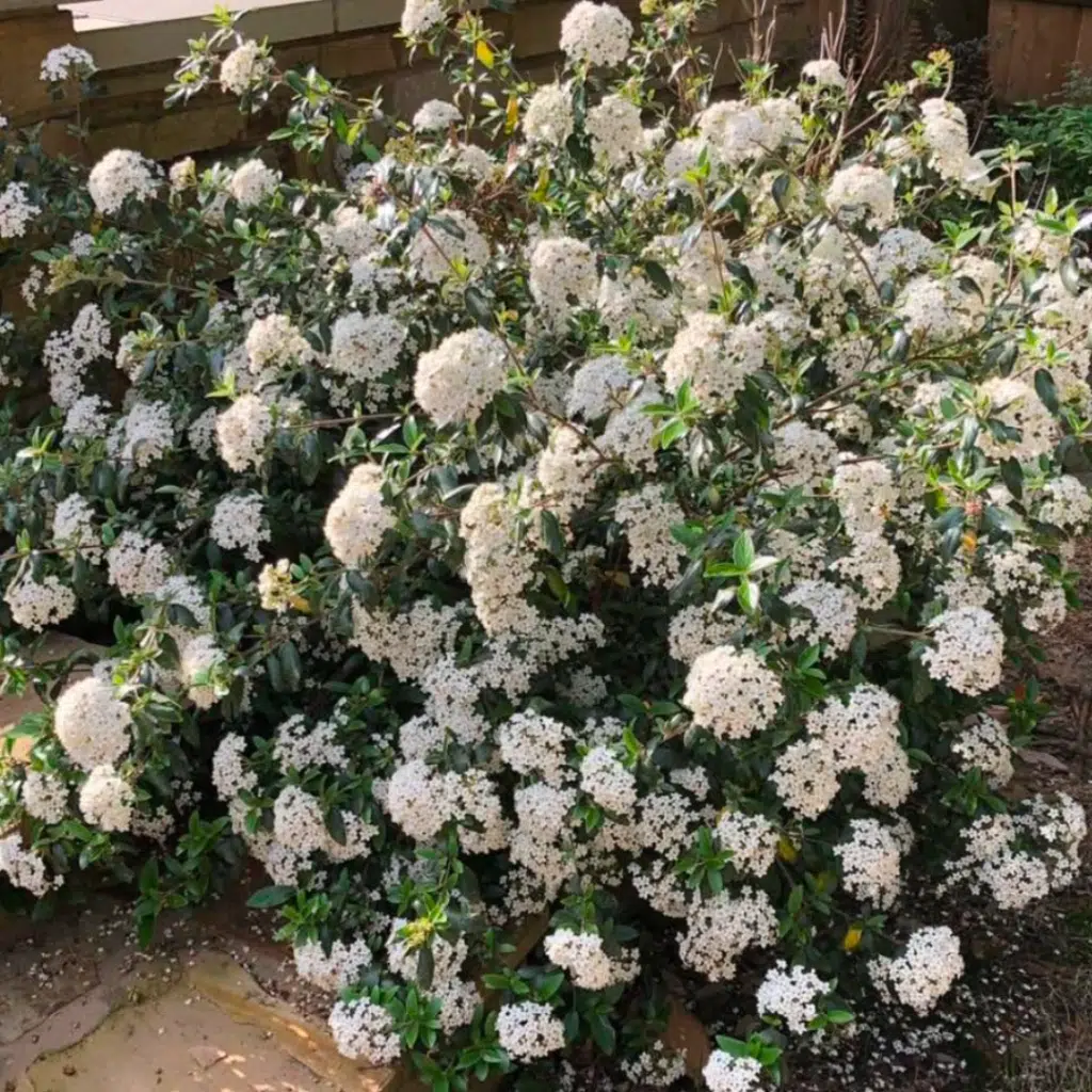 Viburnum Burkwooddii (Sneeuwbal)