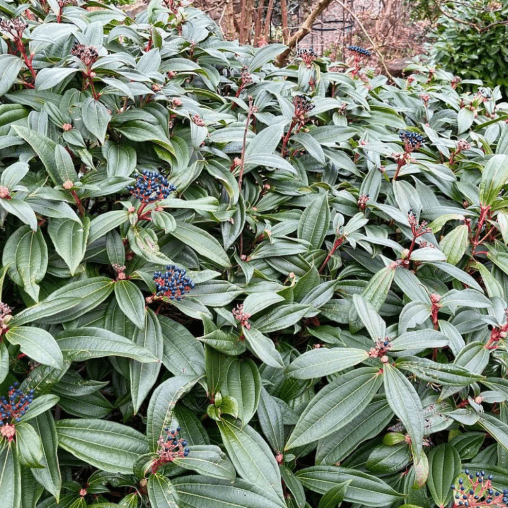 Viburnum Davidii (Sneeuwbal)