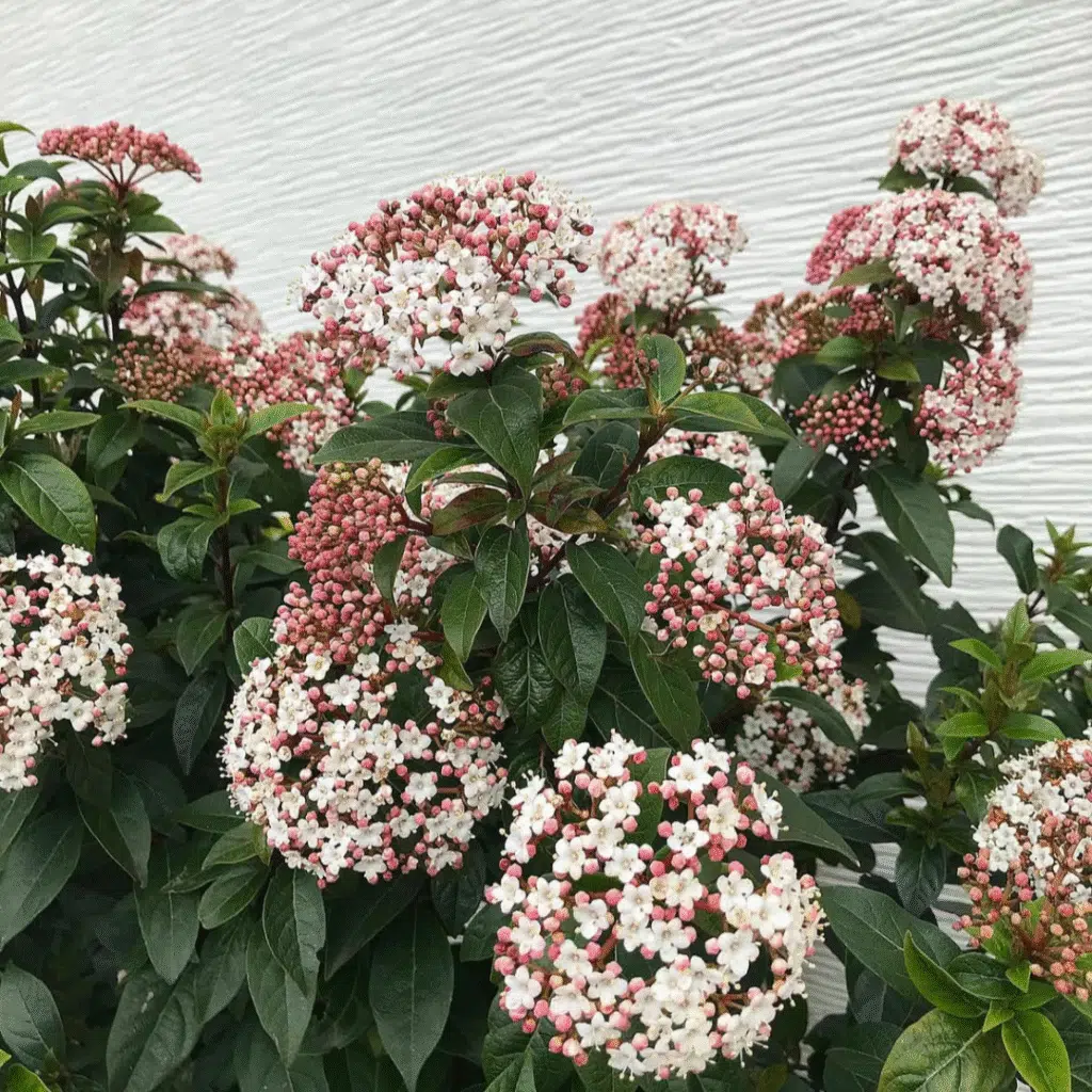 Viburnum Tinus (Sneeuwbal)