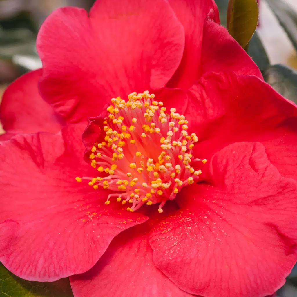 Camellia japonica Dr. King (Japanse roos)