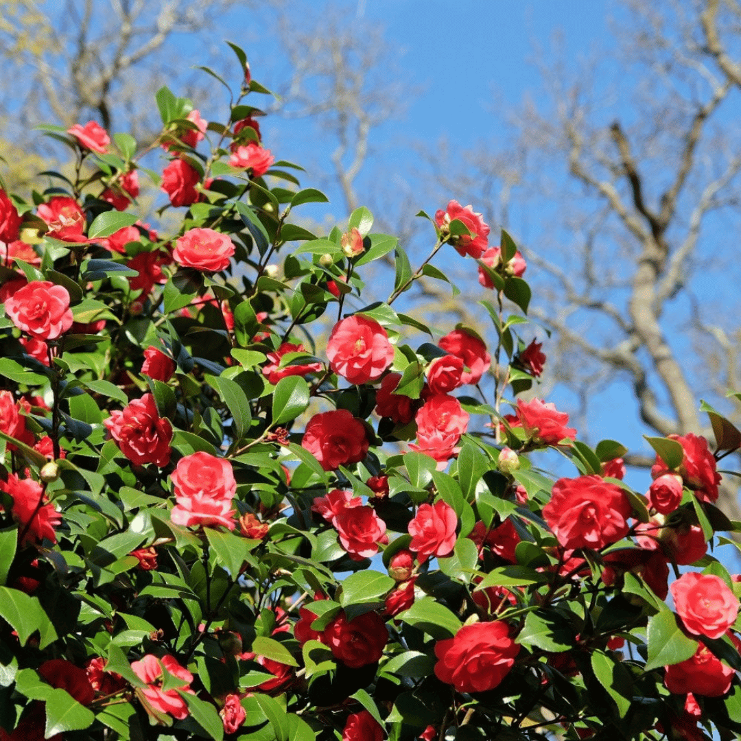 Camellia Lady Campbell (Japanse Roos)