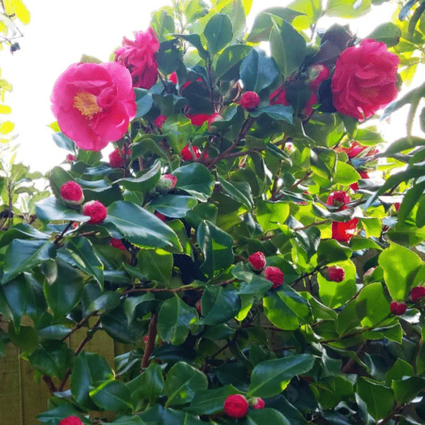 Camellia japonica Dr. King (Japanse roos)