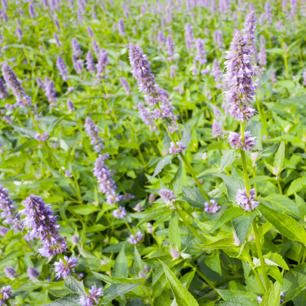 Biologische Agastasche Blue Fortune (Dropplant)