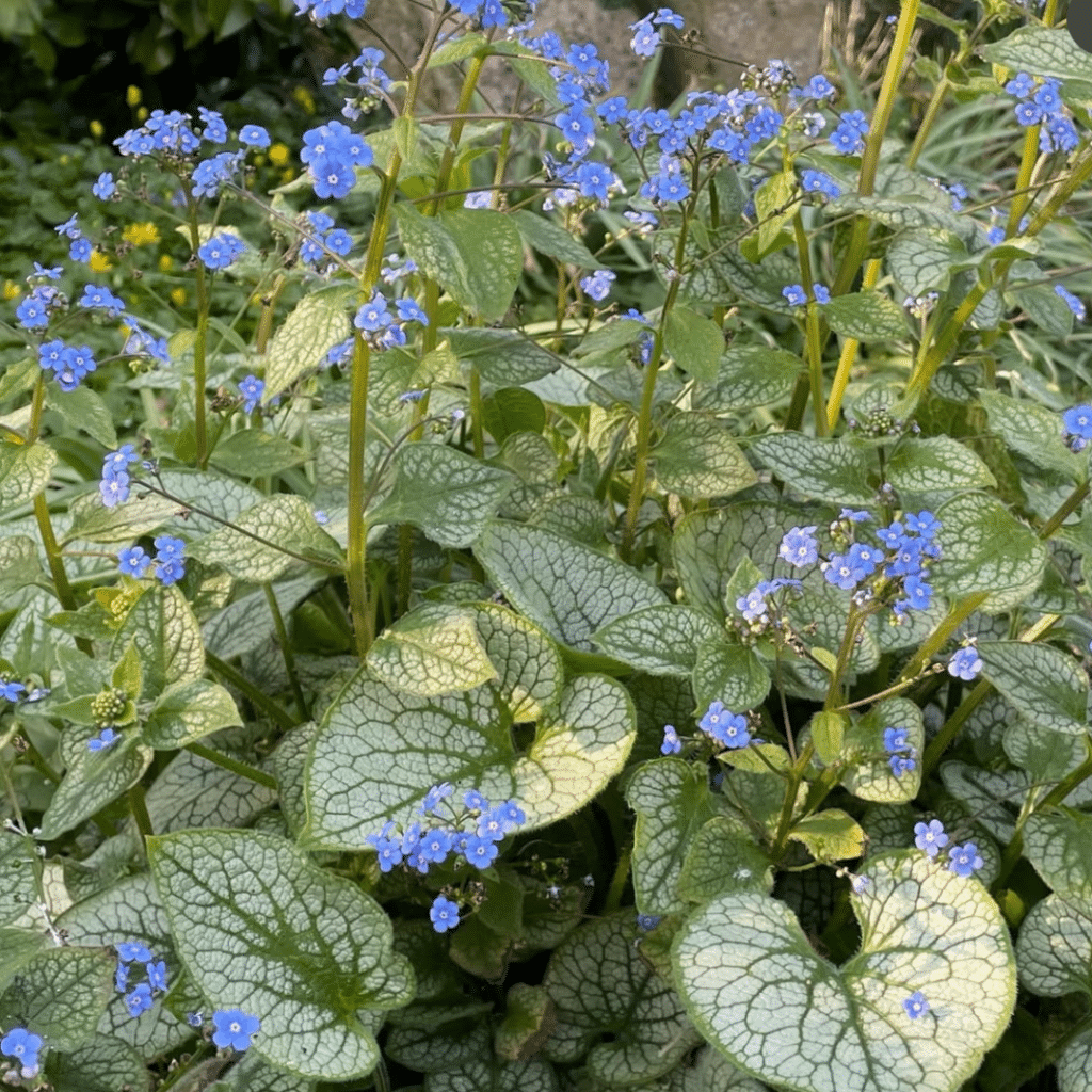 Brunnera-Macrophylla-Jack-Frost-Vergeet-mij-nietje-1024x1024.png