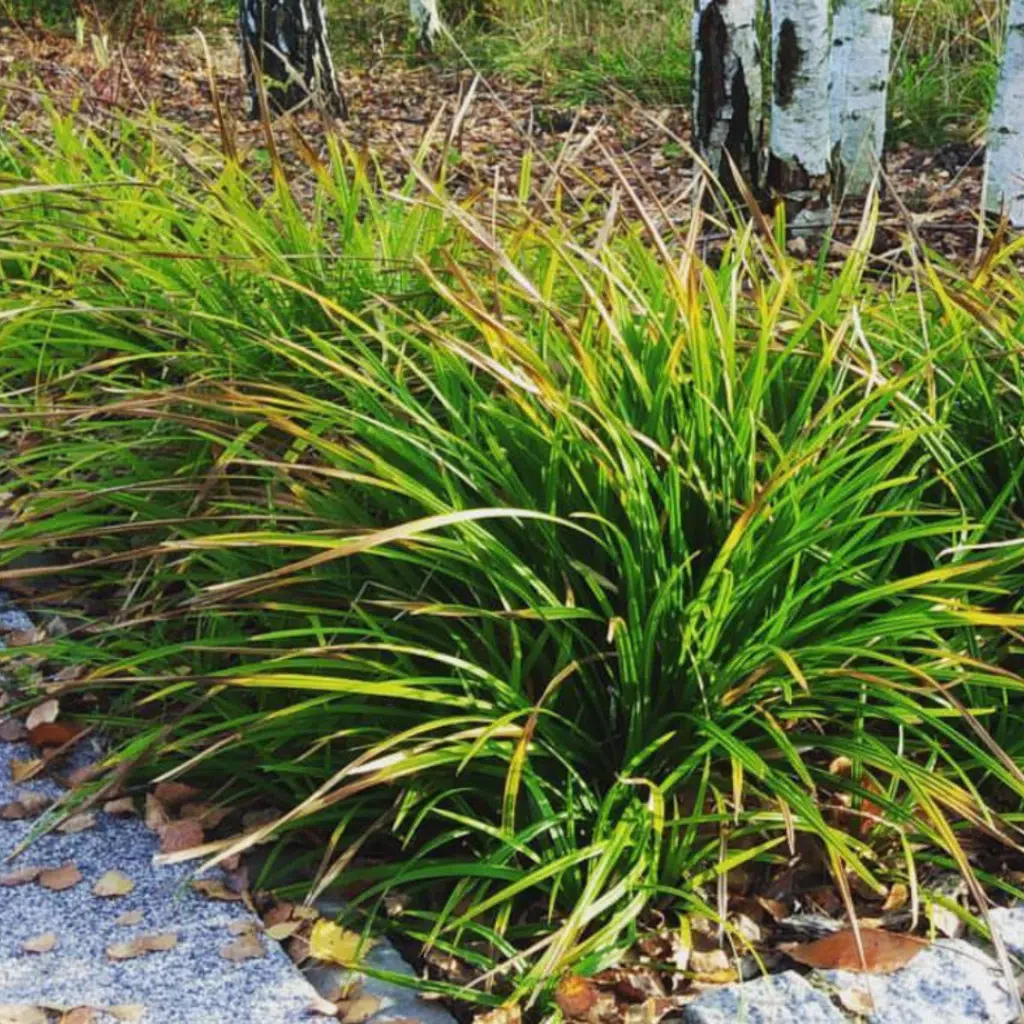 Carex Morrowi (Japanse Zegge)