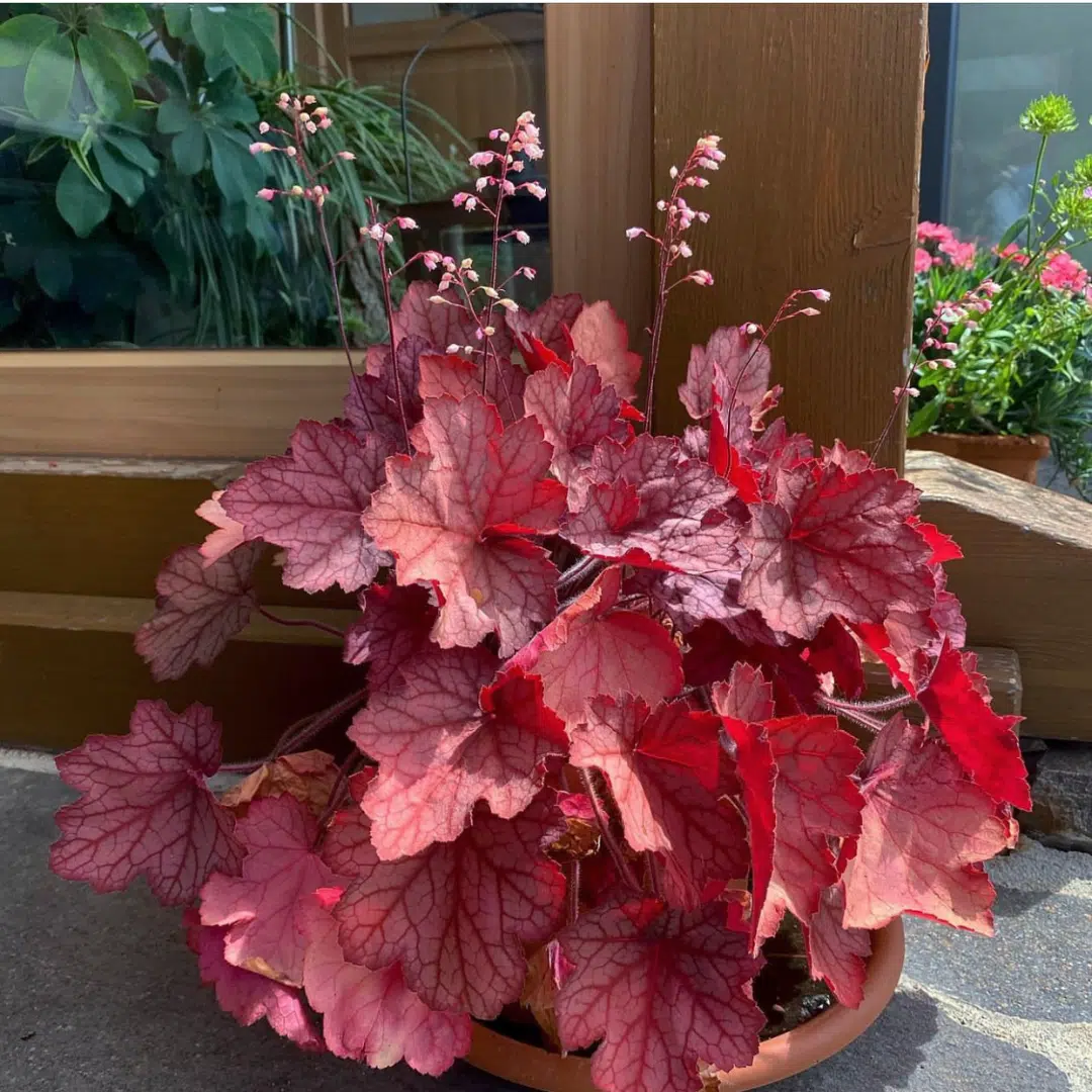 Heuchera Fire Chief (Purperklokje)