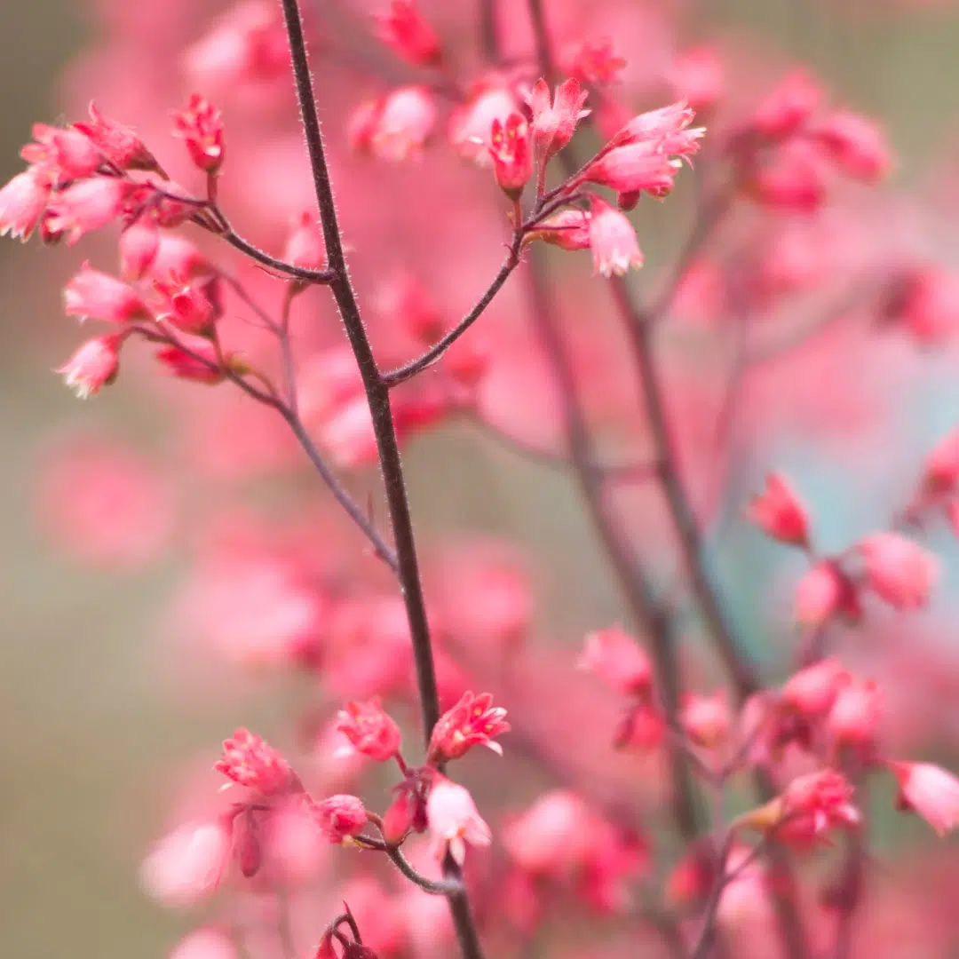 Heuchera Fire Chief (Purperklokje) - Afbeelding 2