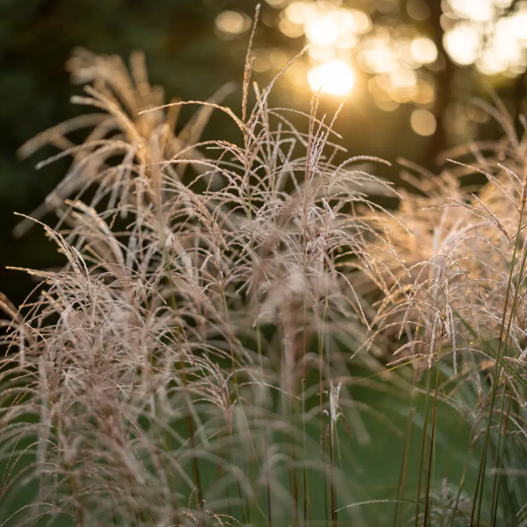 Miscanthus Yakushima Dwarf (Prachtriet)
