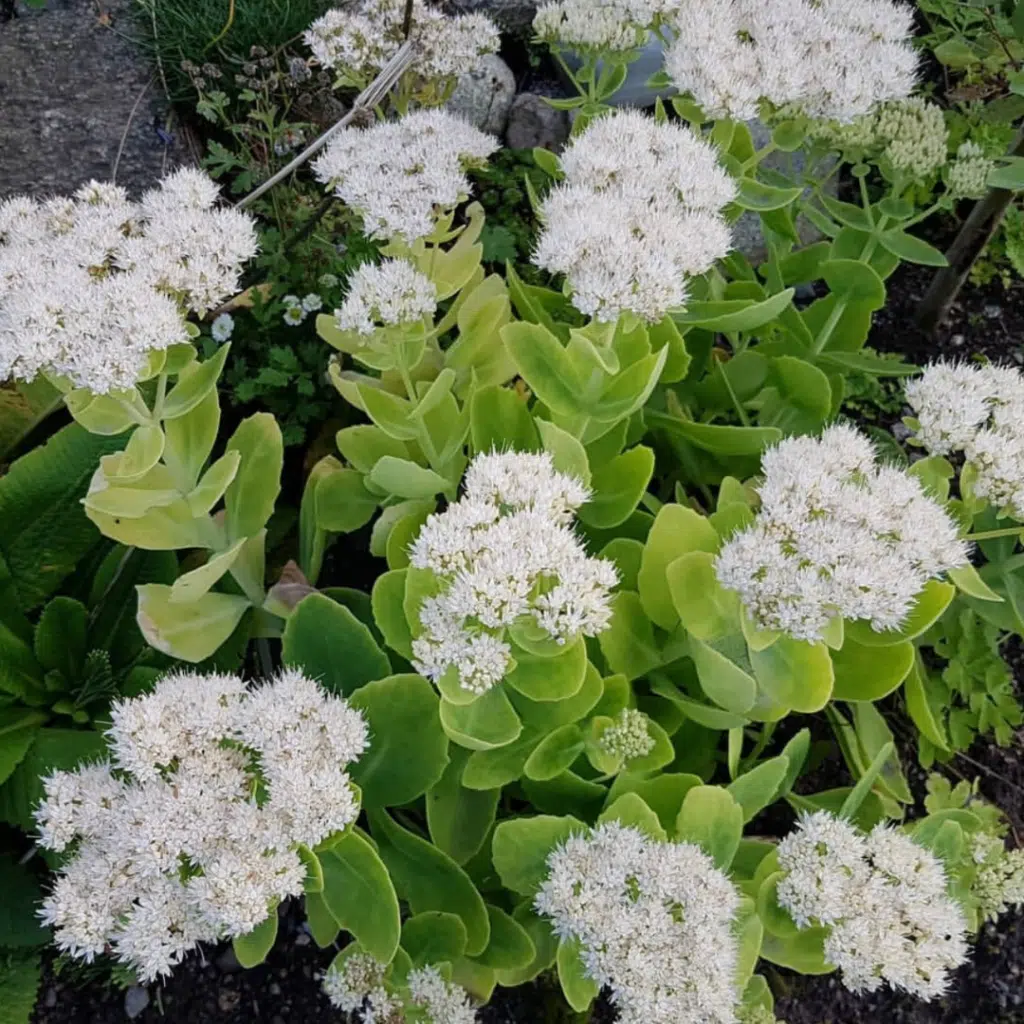 Sedum Spectabile Stardust (Hemelsleutel)