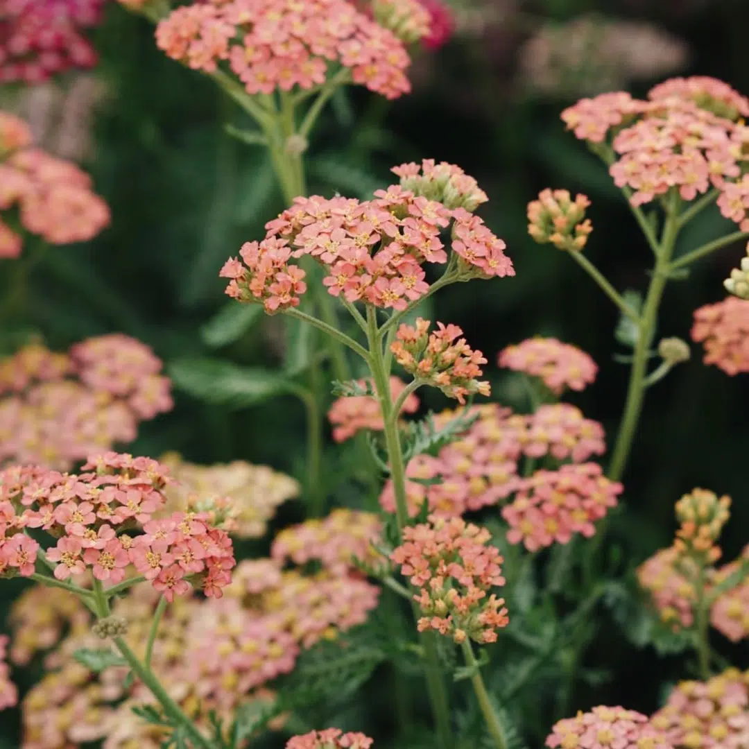 Achillea Millefolium Apricot Delight (Duizendblad)