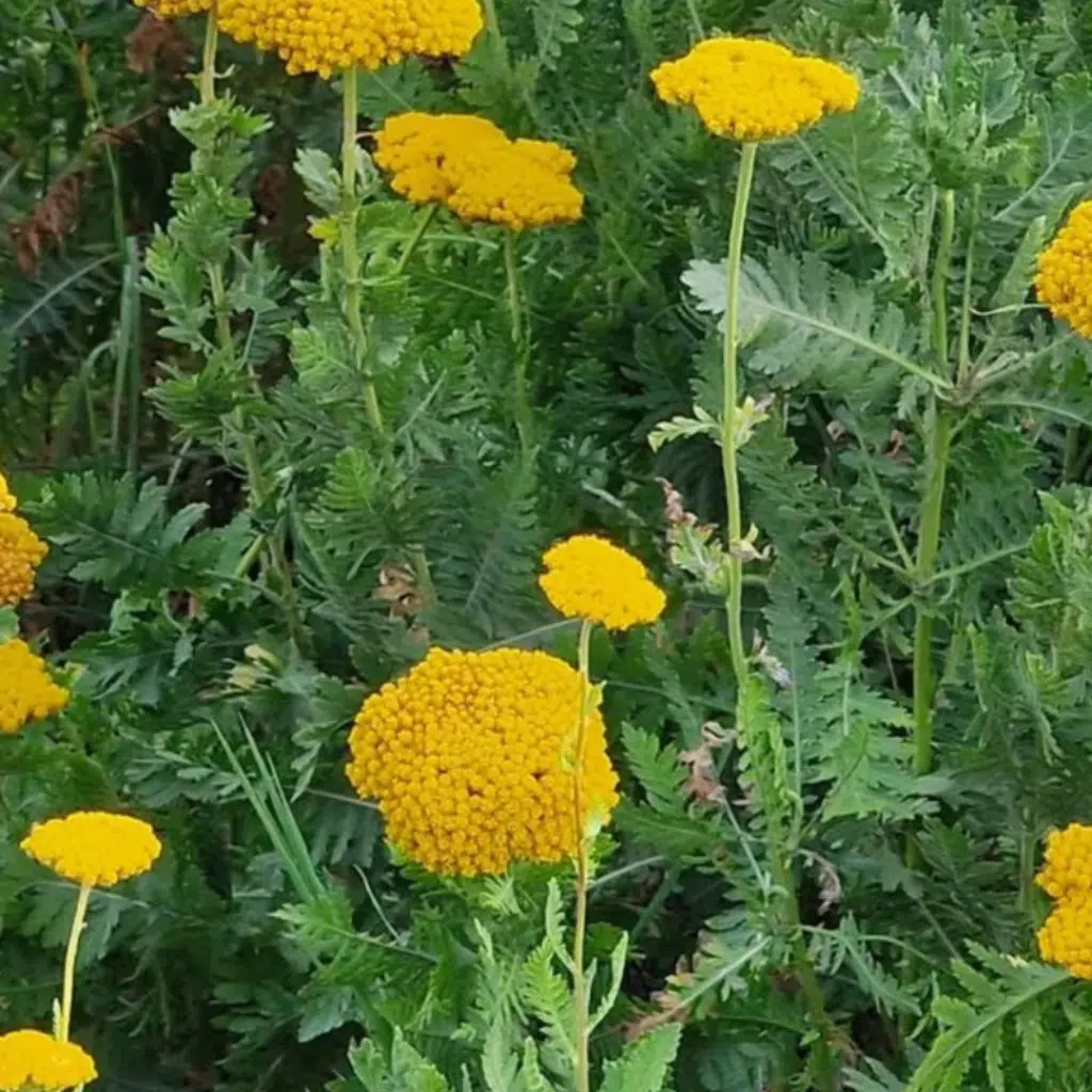 Biologisch Achillea Coronation Gold (Duizendblad)