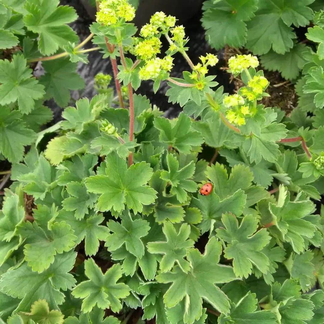 Alchemilla Erythropoda (Dwergvrouwenmantel) - Afbeelding 2