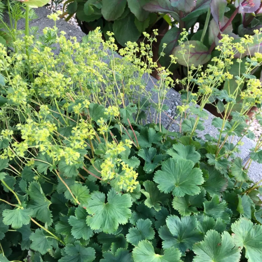 Alchemilla Erythropoda (Dwergvrouwenmantel)