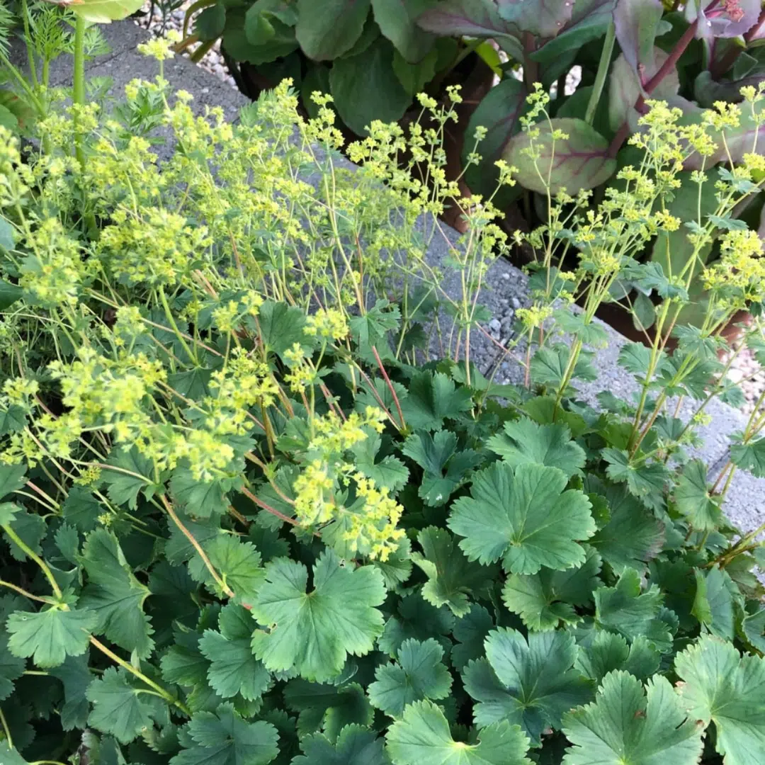 Alchemilla Erythropoda (Dwergvrouwenmantel)