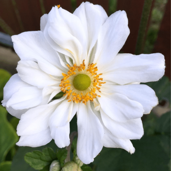 Anemone Hybrida Whirlwind (Herfstanemoon) - Afbeelding 2