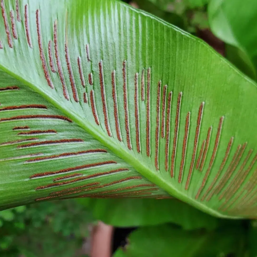 Asplenium Scolopendrium (Tongvaren) - Afbeelding 2