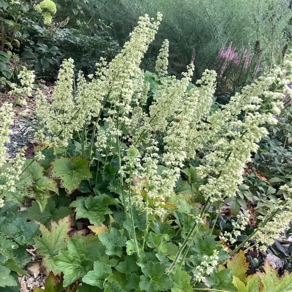 Heuchera Chantilly (Purperklokje)
