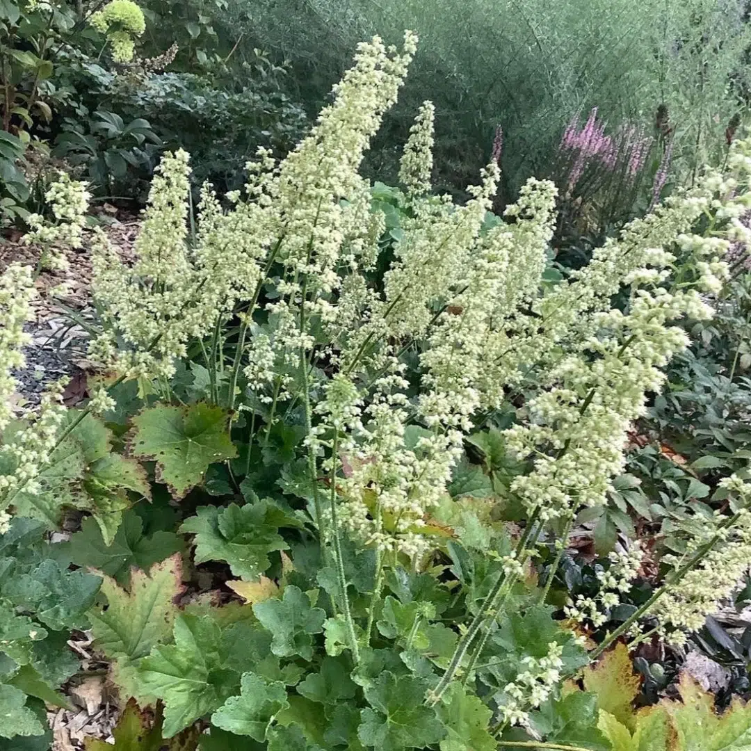 heuchera-chantilly-purperklokje-vaste-planten