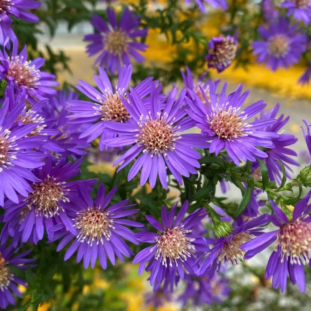 Aster Novi-Belgii Schöne von Dietlikon (Herfstaster) - Afbeelding 2