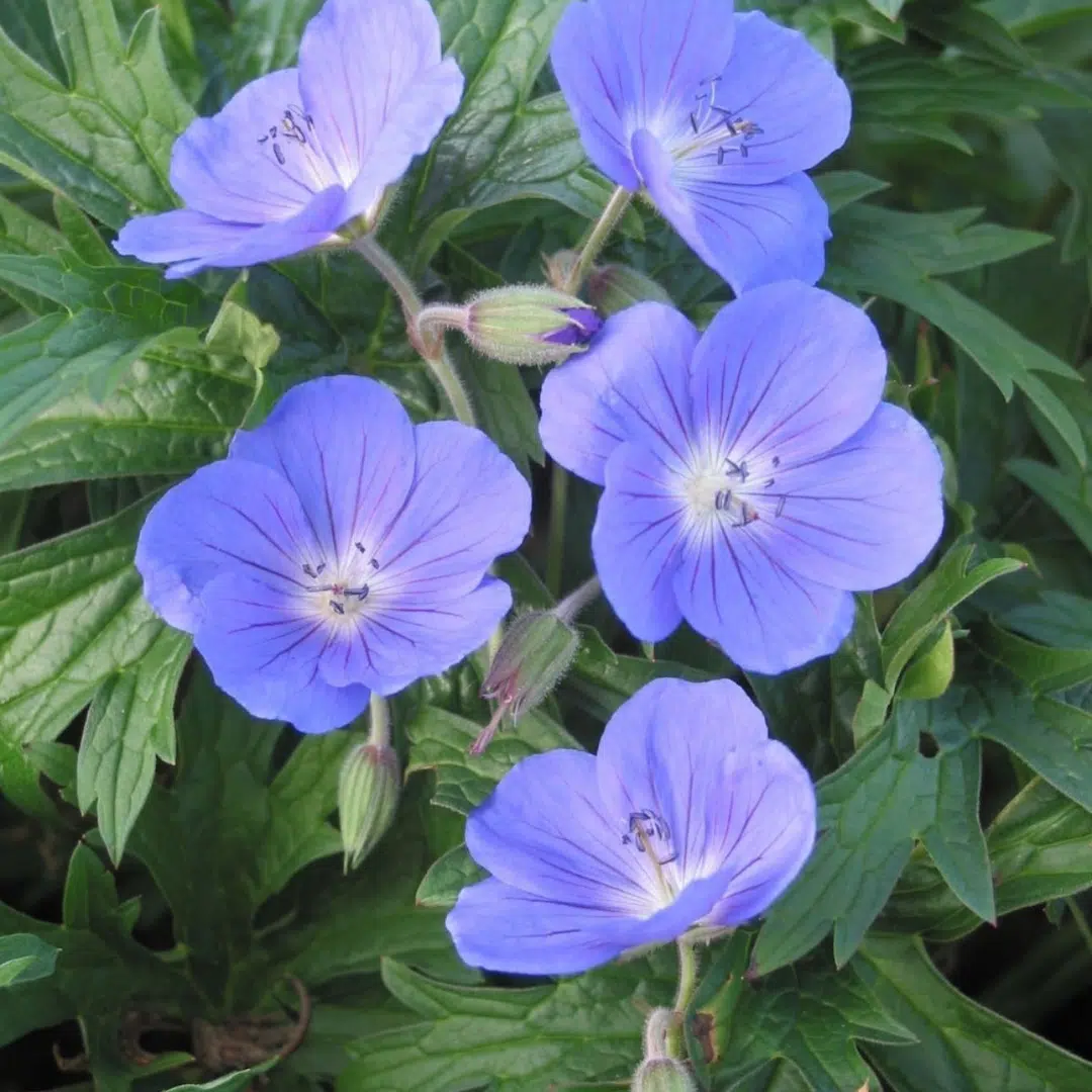 Geranium Brookside (Ooievaarsbek) - Afbeelding 2
