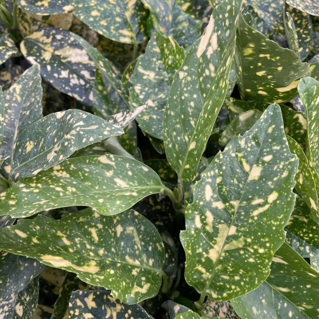 Aucuba Japonica Variegata (Broodboom)