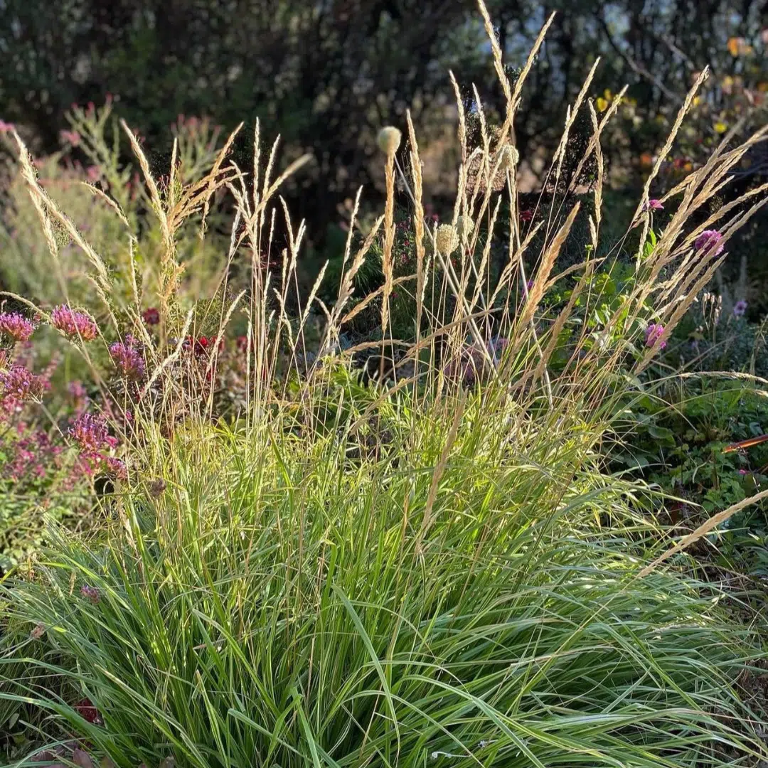Calamagrostis Acutiflora Overdam (Struisriet) - Afbeelding 2