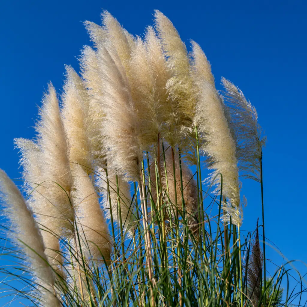 Cotaderia Selloana Pumila (Pampasgras)