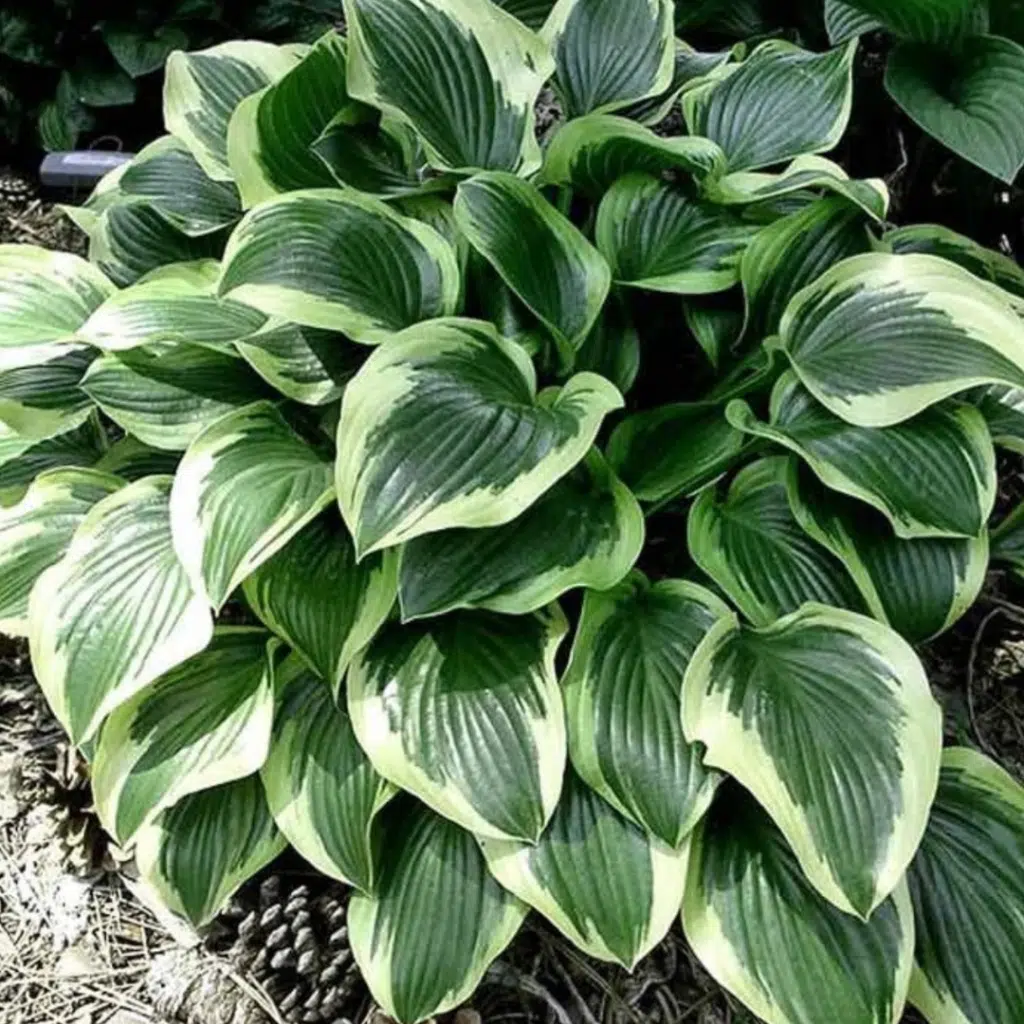 Hosta Queen Josefine (Hartlelie)