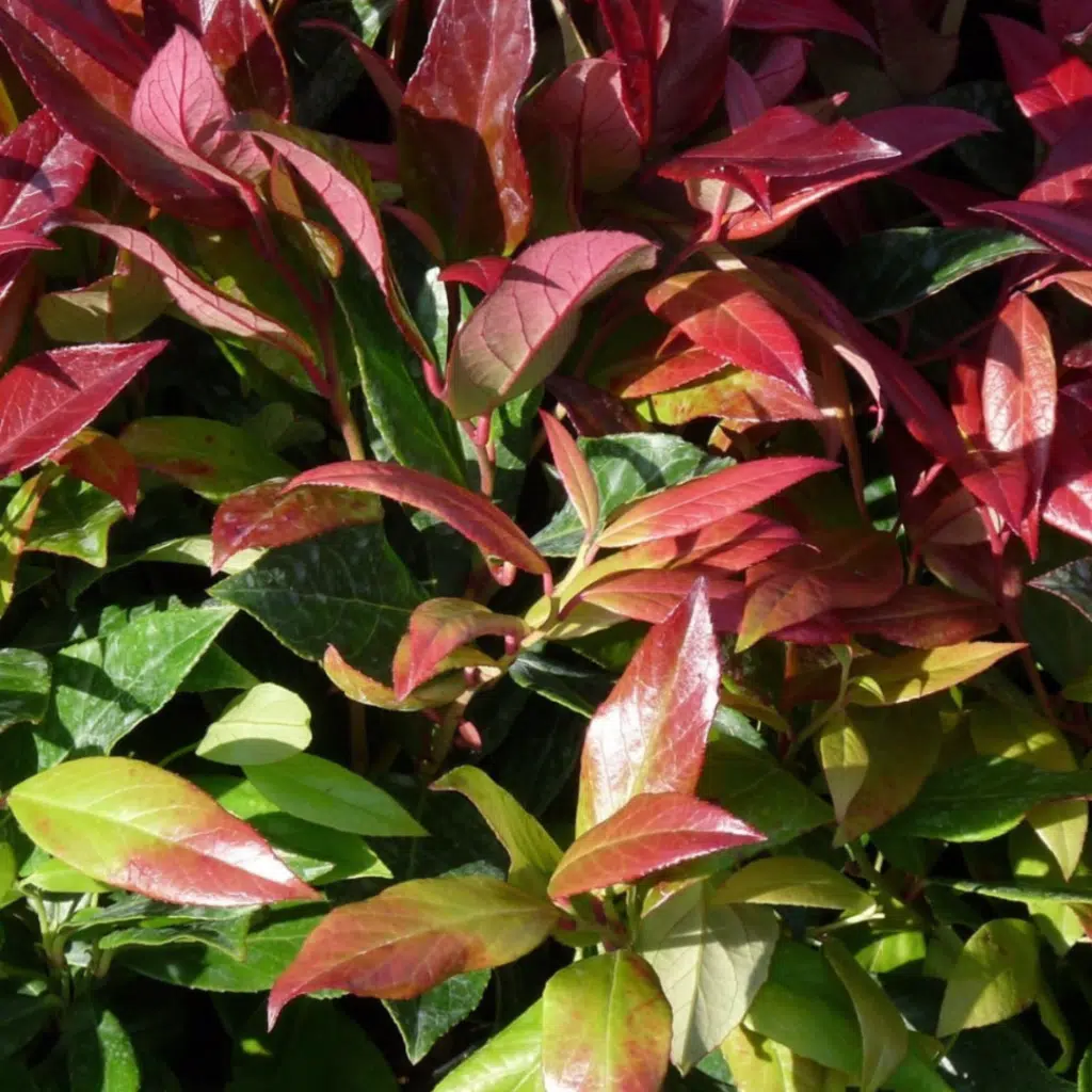 Leucothoe Zeblid (Druifheide)