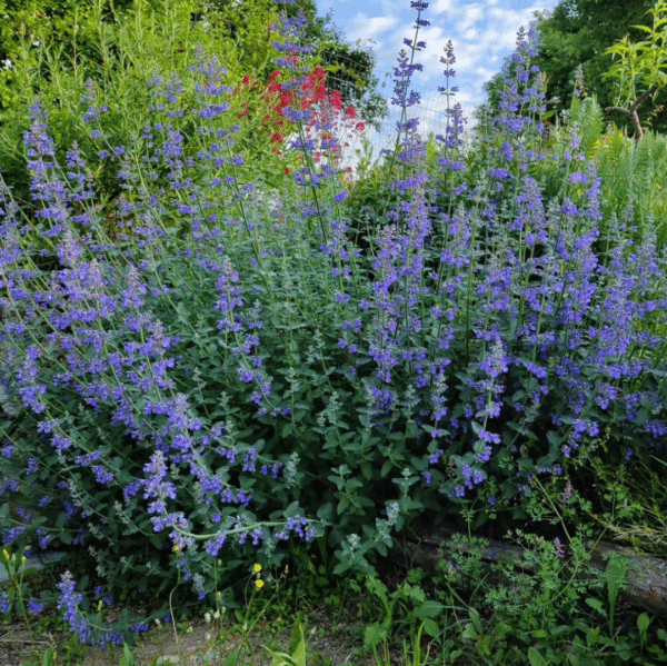 Nepeta Faassenii Six Hills Giant (Kattenkruid)