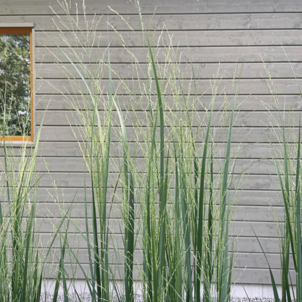 Panicum Virgatum Northwind (Vingergras)