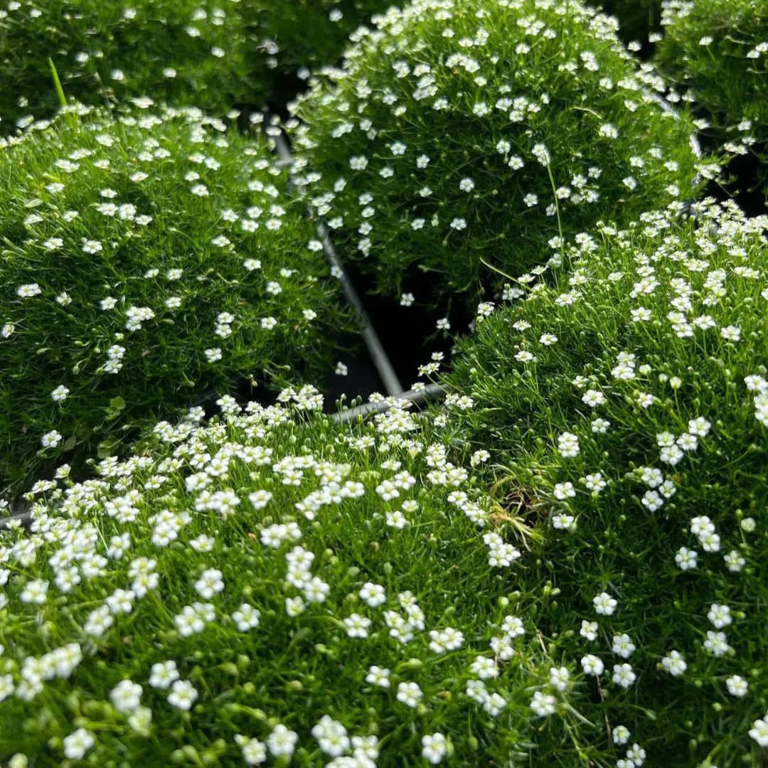 Sagina Subulata (Priemvetmuur)