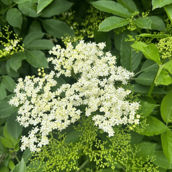 Sambucus Nigra (Gewone Vlier) - Afbeelding 2