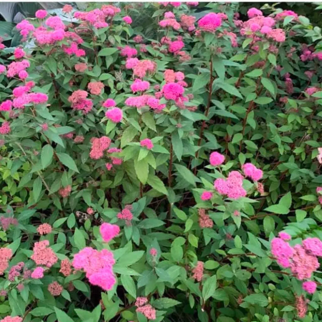 Spiraea Japonica Anthony Waterer (Spierstruik)