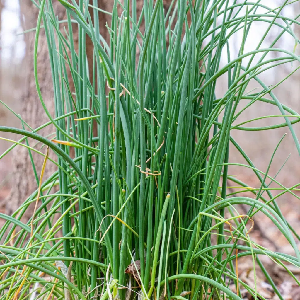 Allium Schoenoprasum (Bieslook)
