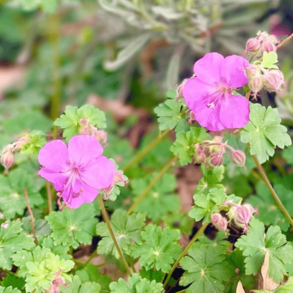 Geranium Cantabrigiense Karmina (Ooievaarsbek) - Afbeelding 2