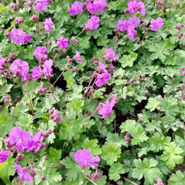 Geranium Cantabrigiense Karmina (Ooievaarsbek)