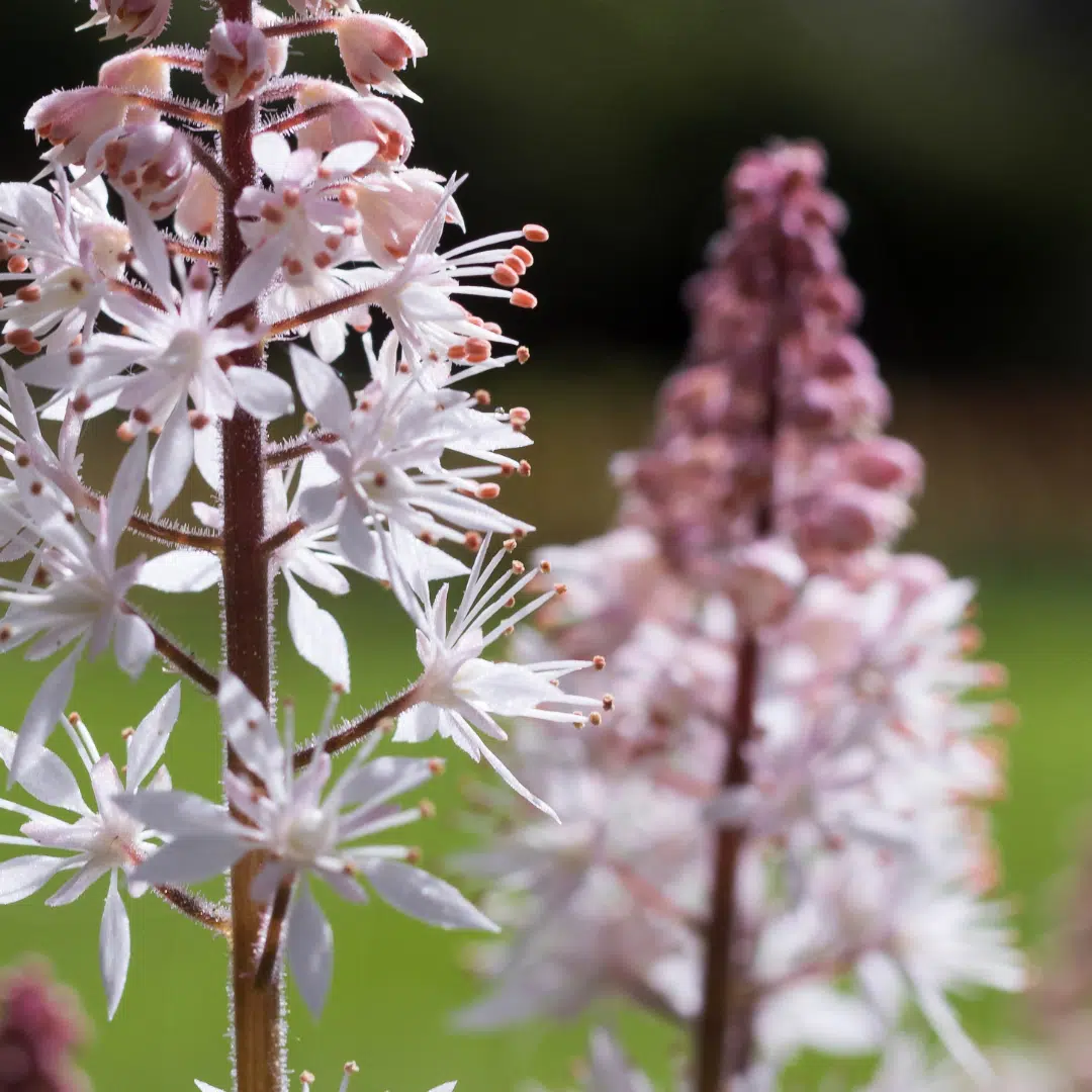 Tiarella Sugar and Spice (Schuimkaars) - Afbeelding 2