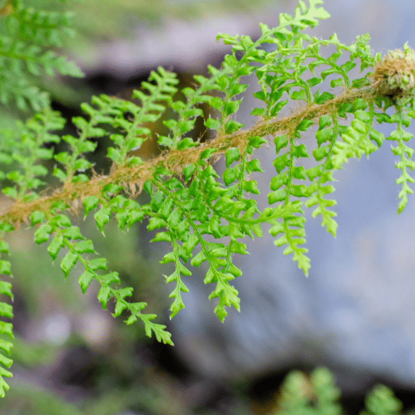 Polystichum Setiferum Proliferum (Naaldvaren) - Afbeelding 2