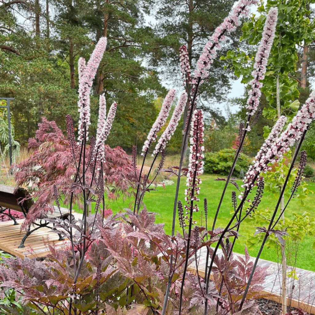 Actaea Simplex Pink Spike (Zilverkaars)