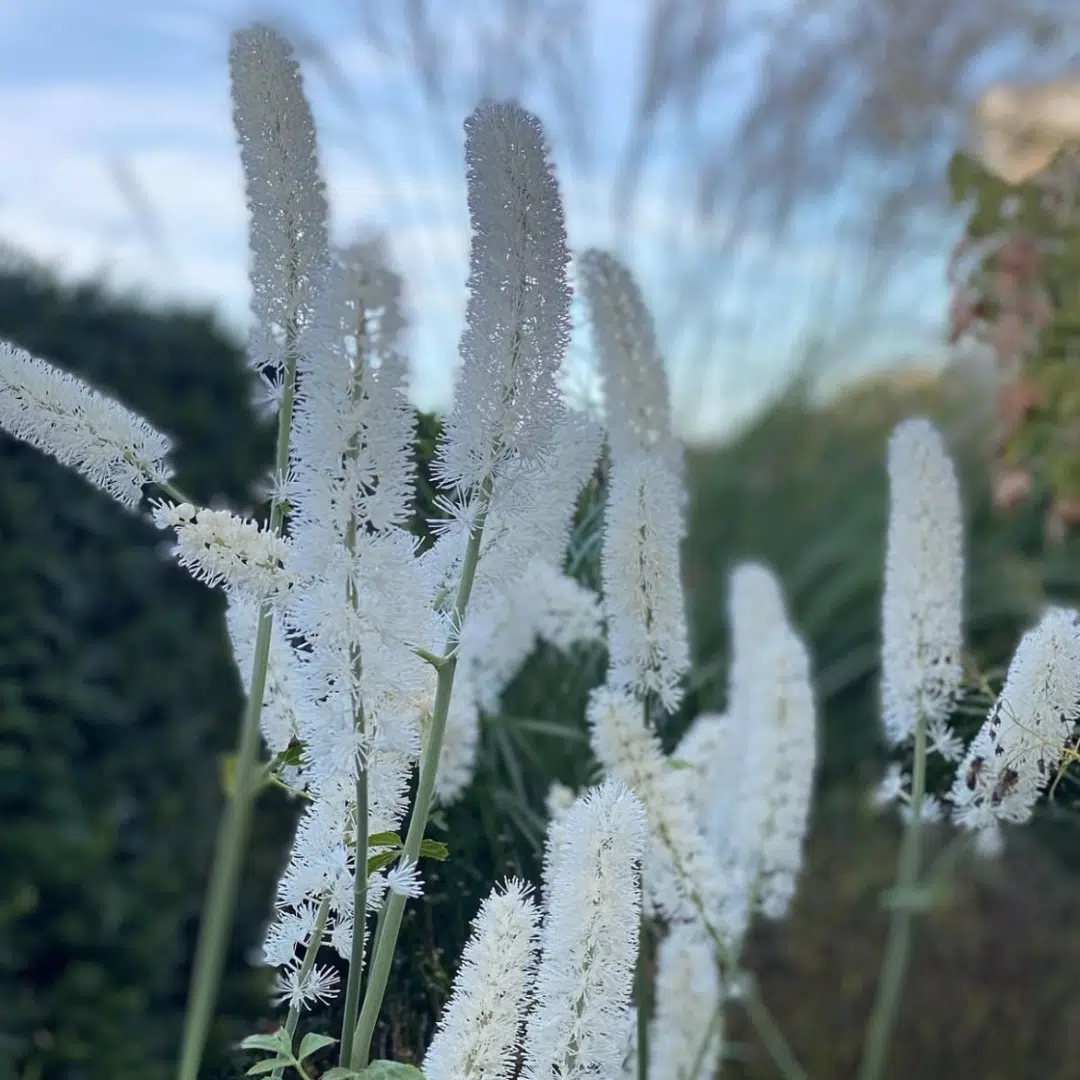 Biologisch Actaea Simplex White Pearl (Zilverkaars)