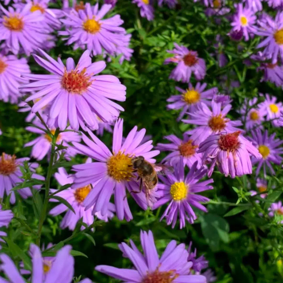 Aster Dumosus Prof. Anton Kippenberg (Herfstaster) - Afbeelding 2