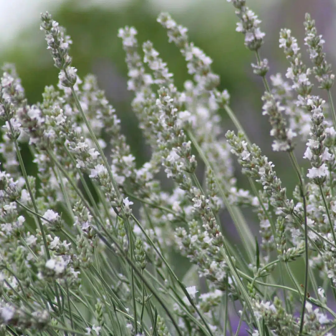 Lavandula Intermedia Edelweiss (Witte Lavendel) - Afbeelding 2